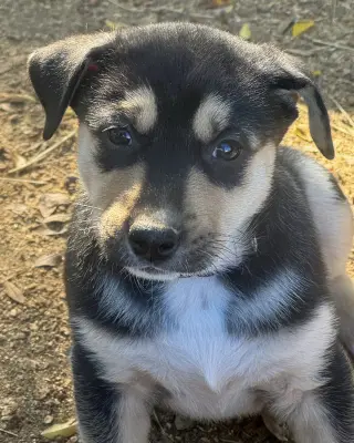 Bellatrix