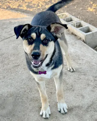 Bellatrix