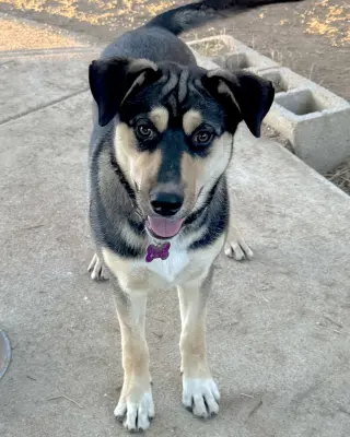 Bellatrix