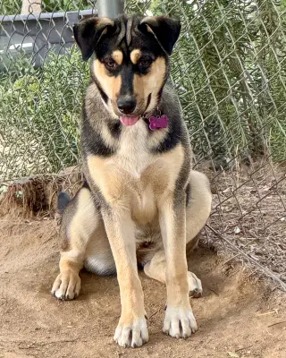 Bellatrix