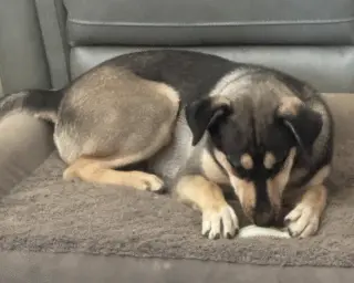 Bellatrix