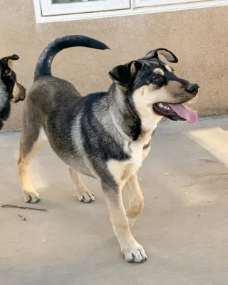 Bellatrix
