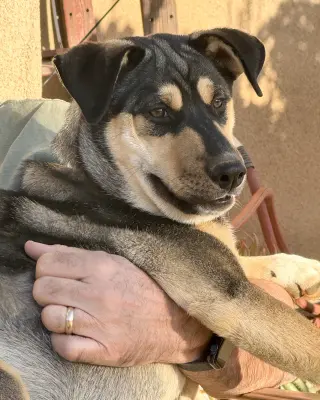 Bellatrix