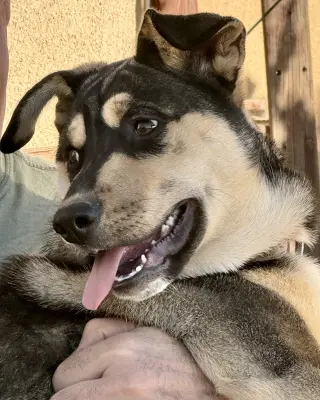 Bellatrix
