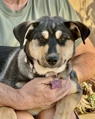 Bellatrix