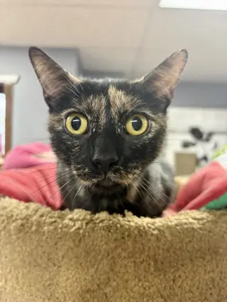CAT - Marigold