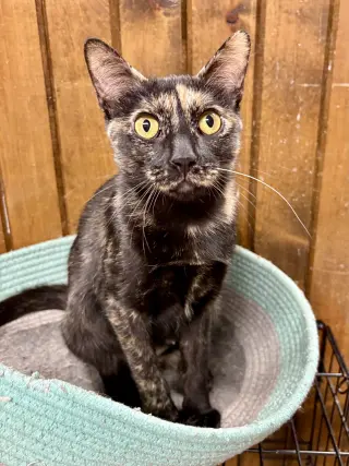 CAT - Marigold