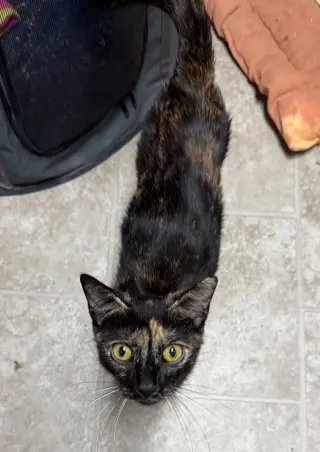 CAT - Marigold