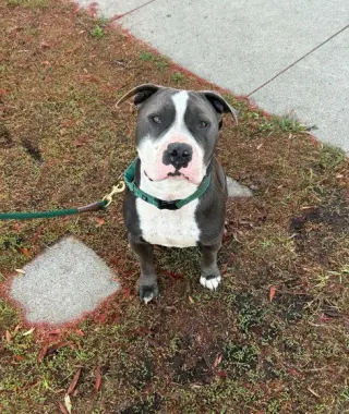 Benny (Courtesy)