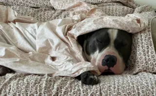 Benny (Courtesy)