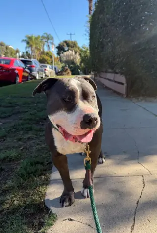 Benny (Courtesy)
