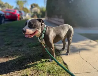 Benny (Courtesy)