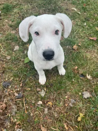 Falkor