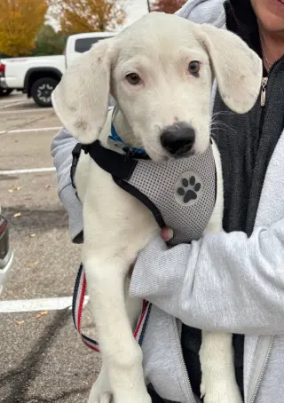 Falkor