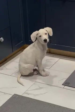 Falkor