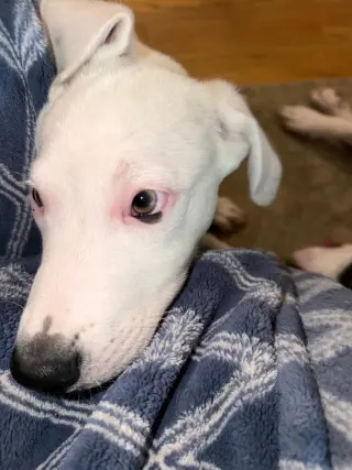 Falkor