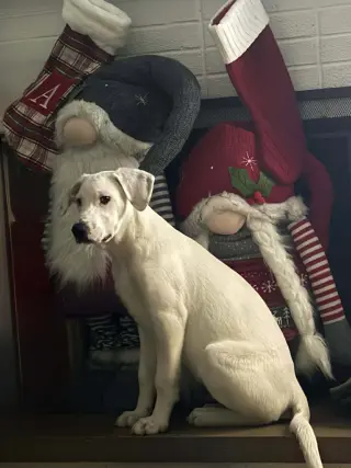 Falkor