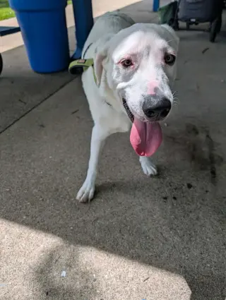 Falkor