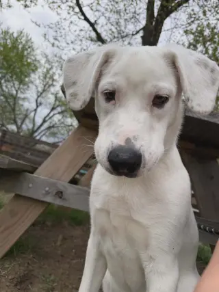 Falkor