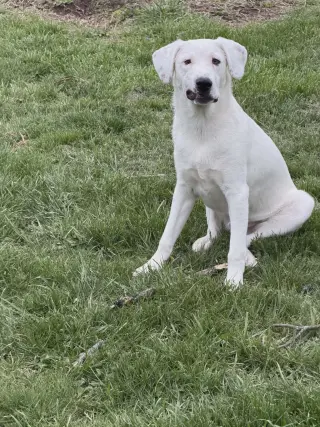 Falkor