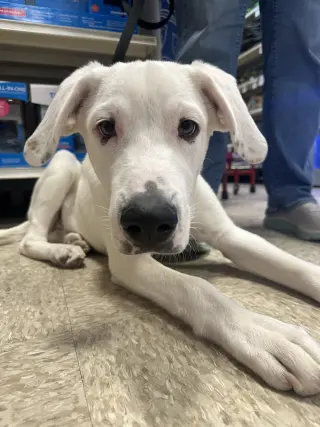Falkor