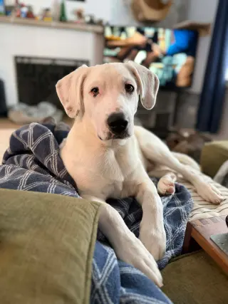 Falkor