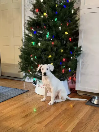 Falkor