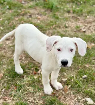 Falkor