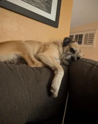 COURTESY POSTING PugsLee
