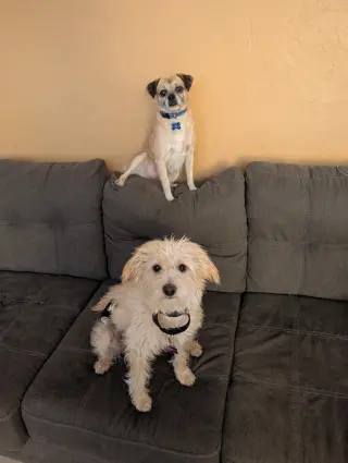 COURTESY POSTING PugsLee