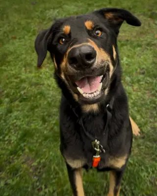 Bodhi