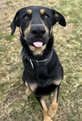 Bodhi