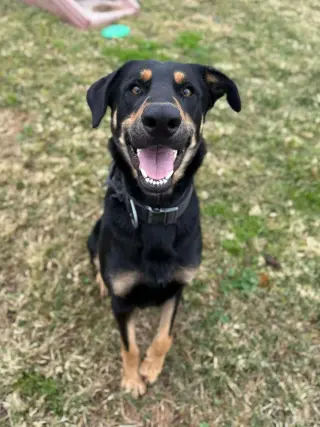 Bodhi