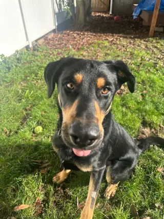 Bodhi