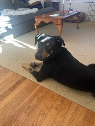 Bodhi