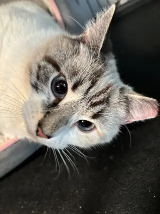 Talia