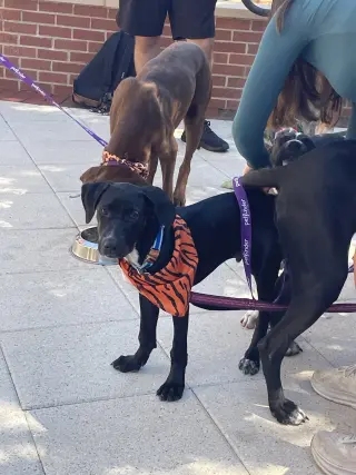 Pavi