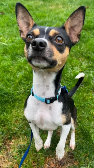Hugo