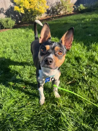 Hugo