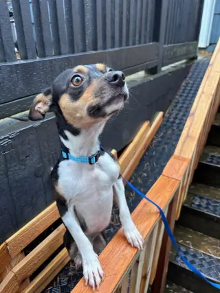 Hugo