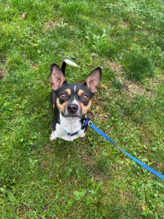 Hugo