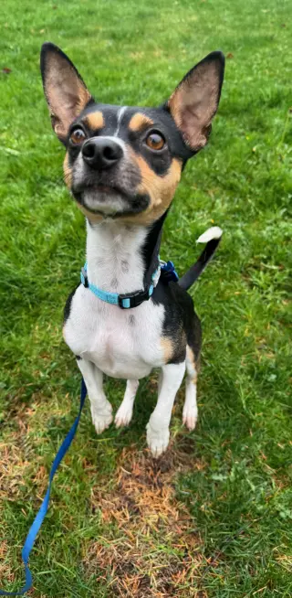 Hugo