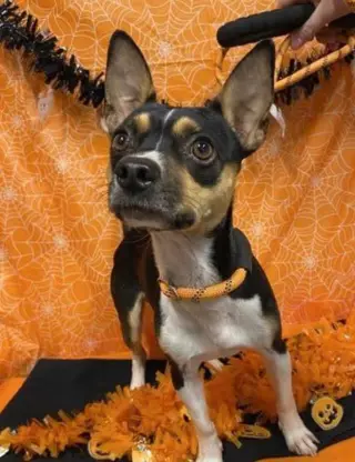 Hugo