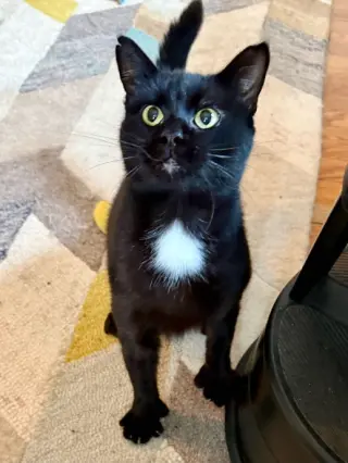 Moet’ the polydactyl