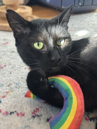 Moet’ the polydactyl