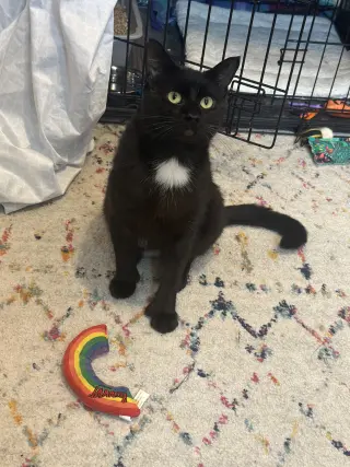Moet’ the polydactyl