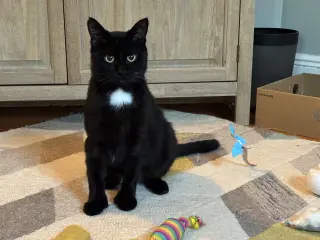 Moet’ the polydactyl