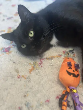 Moet’ the polydactyl