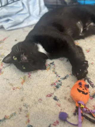 Moet’ the polydactyl