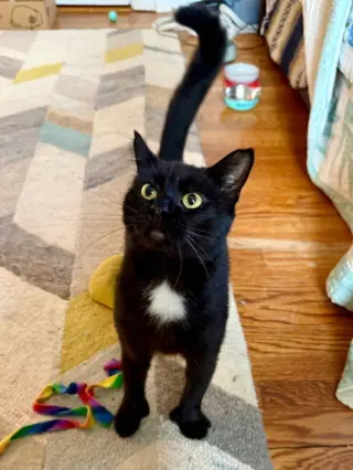 Moet’ the polydactyl